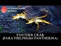 Parathelphusa pantherina the spotty panther crab leopard aquatic y009a