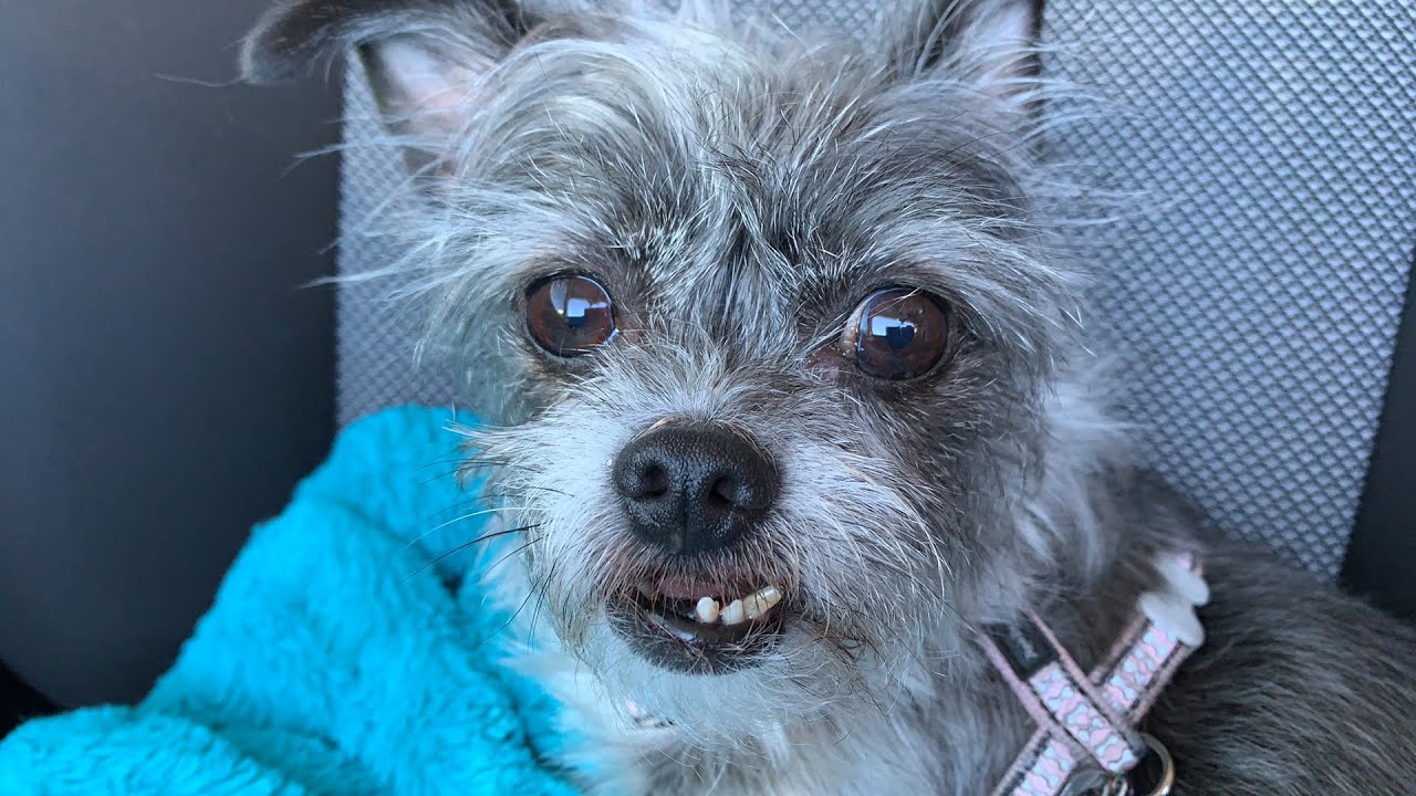 How TO Dog Face Trim at home or ANYWHERE! YouTube