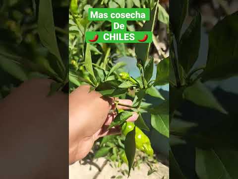 Vídeo: Cultivar chiltepins: com cuidar les plantes de pebrot chiltepin