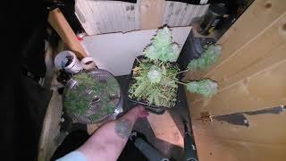 ep--20 week 8 day 51 flower glookies x sk1 harvest/wet weight (264g) not very impressive.