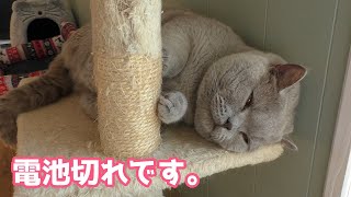 元野良猫とケンカして電池切れになったブリティッシュショートヘア