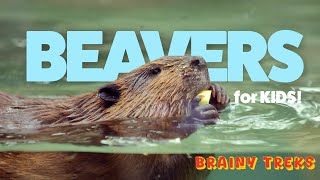 Beavers for Kids | Discover fascinating facts about beavers!