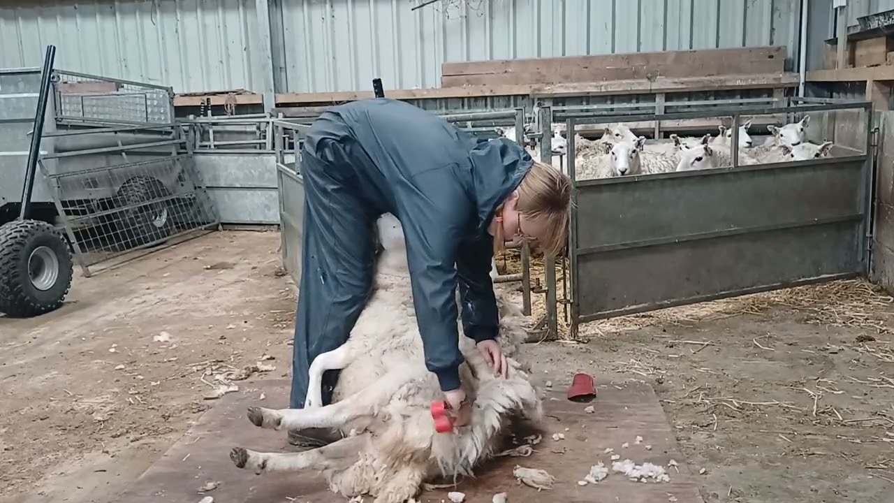 Hand shearing some sheep that were late coming in off the hill