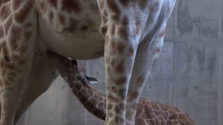 旭山動物園：アミメキリンの赤ちゃん公開　８日に出産（提供）