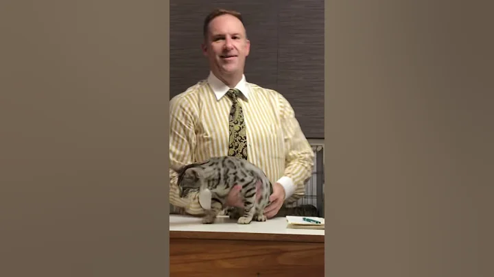 Video 5367571: silver spotted bengal, silver male bengal