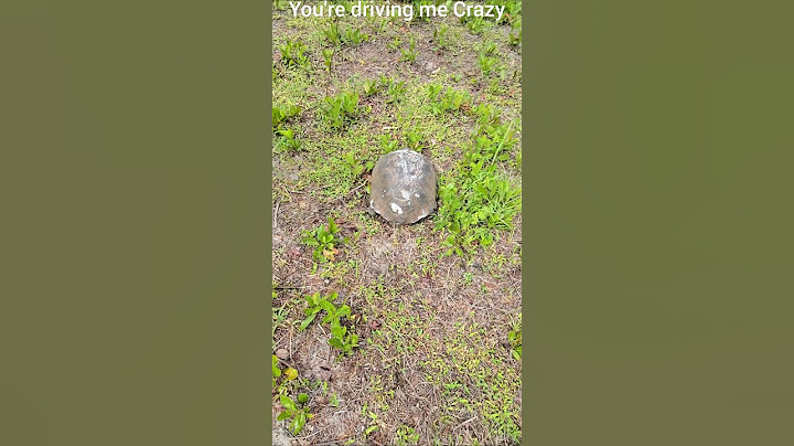 Huge Florida Turtle wants his Privacy! #shorts