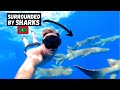 Swimming With WILD SHARKS in the MALDIVES! (SCARIEST Travel EXPERIENCE)