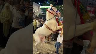 Tajabad Sharif Nagpur Urs 103 Tajuddin Baba