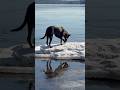 Dutchie Walks on Water #dogshorts #activedogs #dutchshepherd #adventuredog #dogsplaying #offleash