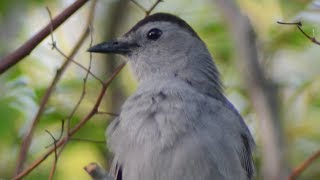 Catbird meow / mewing call sounds like cat, as eating berries