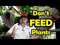 Dont feed plants  learn to fertilize correctly