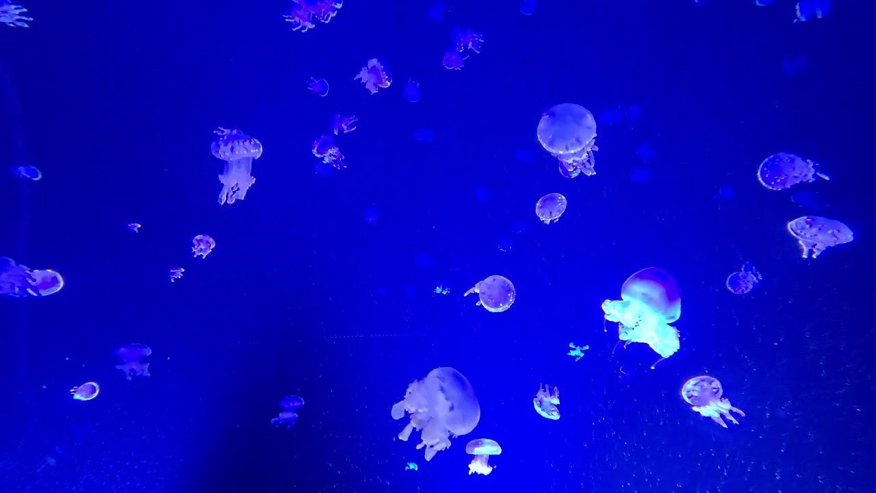 come in alone jelly mix