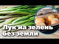 ЗЕЛЕНЬ КРУГЛЫЙ ГОД. ПРОСТОЙ СПОСОБ ВЫРАЩИВАНИЯ