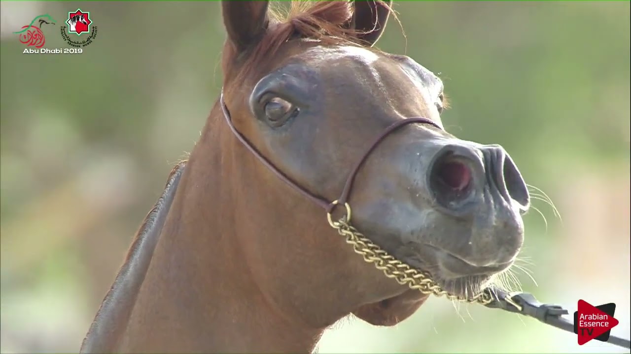 N.286 AZ SEDRAT AL MONTAHA - UAE Nationals 2019 - Mares (4 Years and above Section E) (Class 4E)