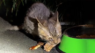 The stray cat with both hind legs cried when he learned he was saved