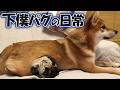 女王様柴犬と下僕パグとの愉快な日常