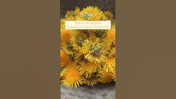 Dandelion Infused Olive Oil for Soap & Lotion Making! Quick & Easy Spring Craft! #dandelion #soap