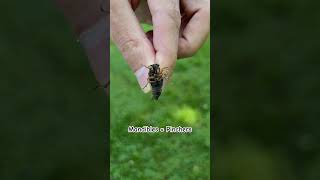 2024 Cicada-Pocalypse or Not? #shorts #gardening