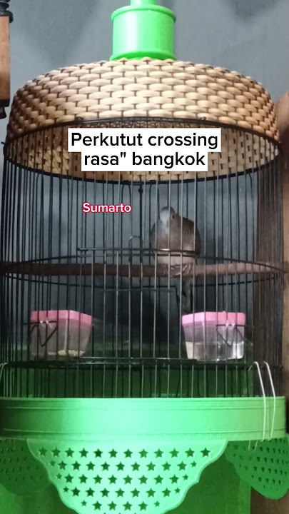 Perkutut crossing suara bangkok