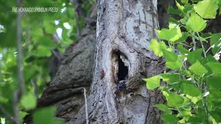 นกหัวขวานพันธุ์ Great Spotted Woodpecker และนกกิ้งโครงแกลบแก้มสีน้ำตาลแดง(アカゲラとコムクドリ) screenshot 3