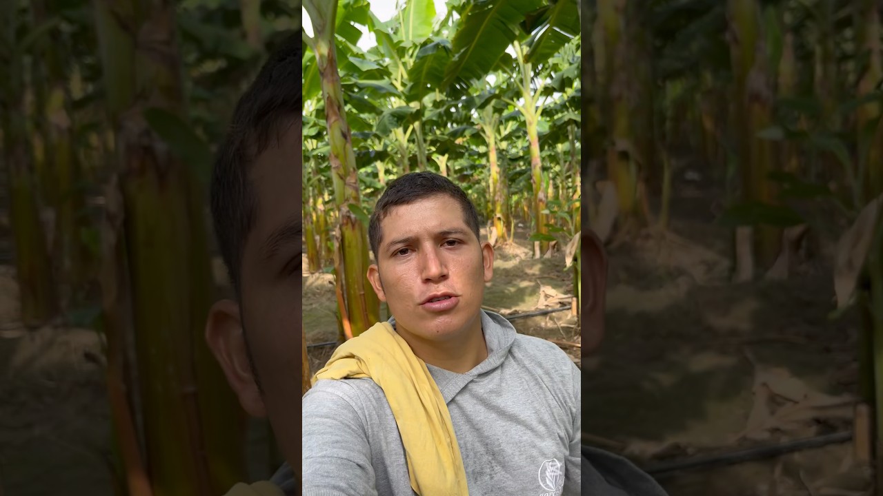 Colineras de un solo corte 