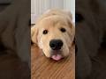 Cute puppy ❤️ #かわいい犬 #anjingcomel #สุนัขน่ารัก#cutedogph #chóđángyêu #anjinglucu #cachorrofofo