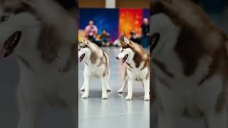 Asakku lasku song... #vijay #nanban #ai #husky #trending #cutedog #pets #cute