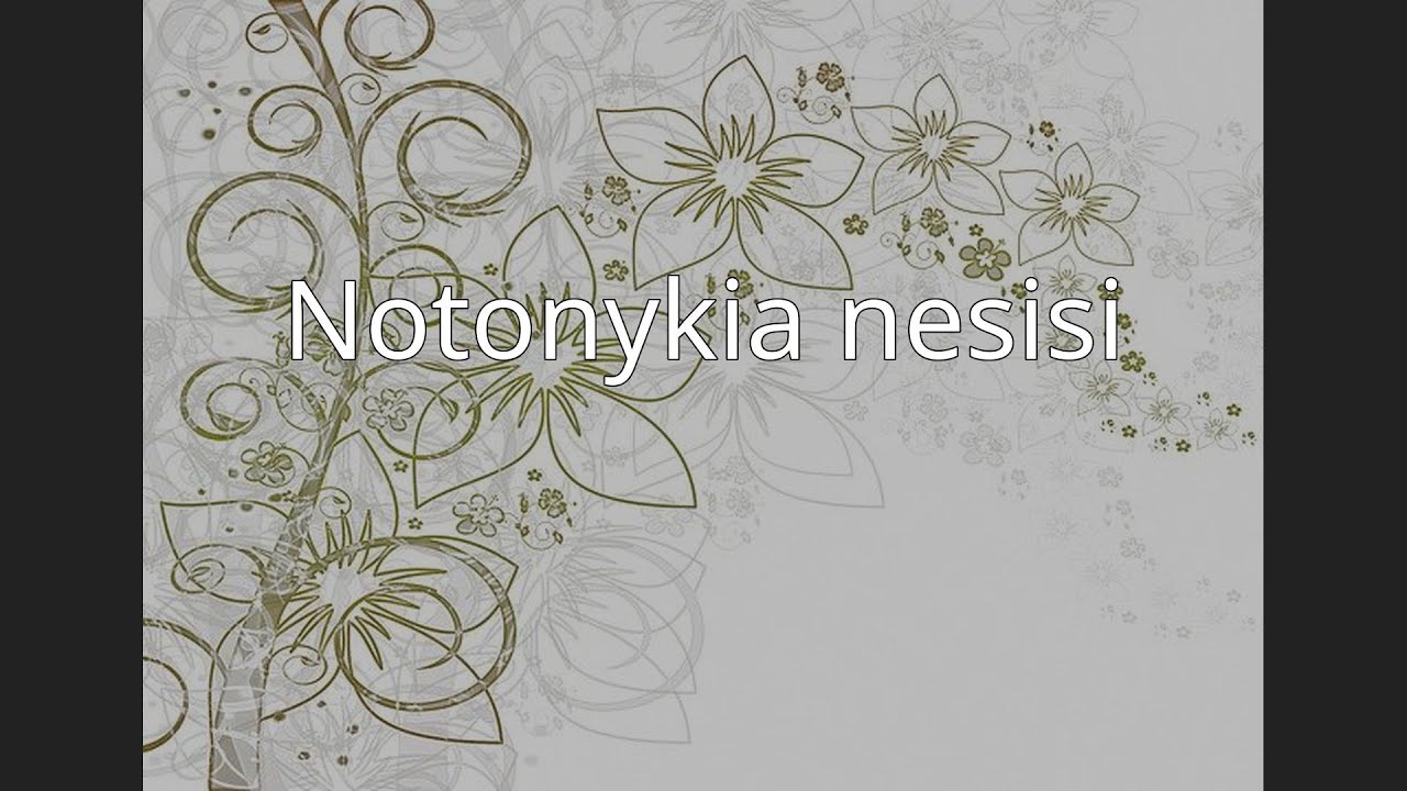 Notonykia nesisi