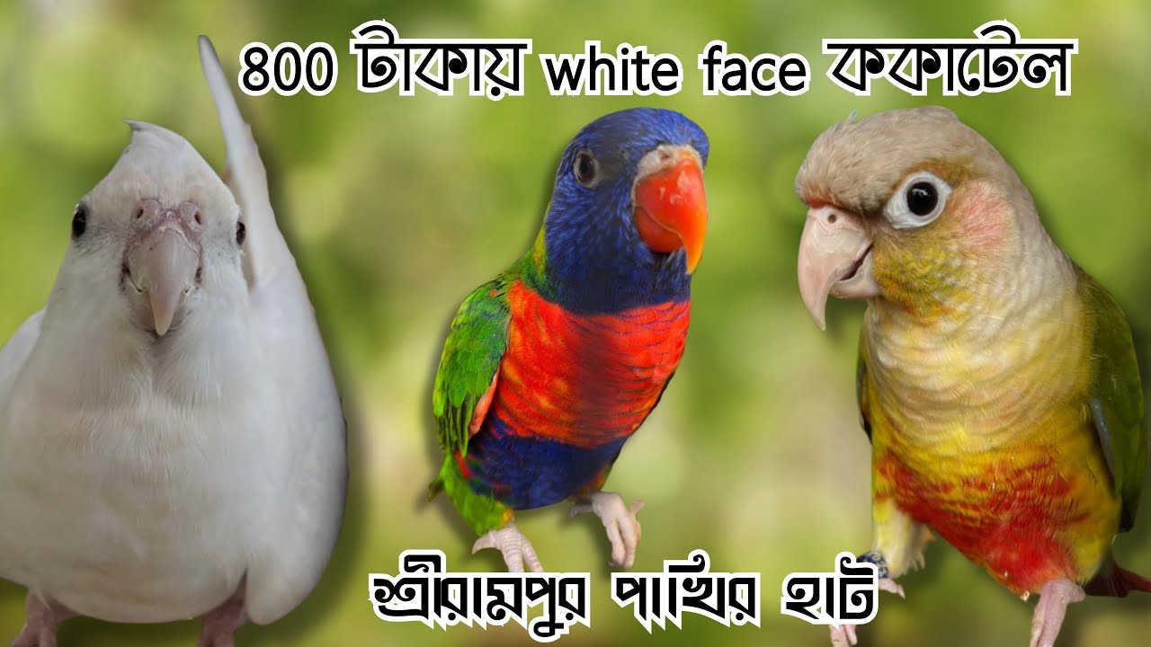 মাত্র ৮০০ টাকায় White Face Cockatiel! 😱 | Serampore Pet Market | Kolkata Bird Market