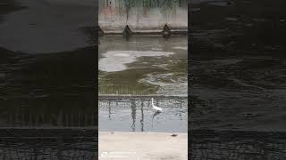 heron #heron #youtube #shortvideo #short #shorts heron #heron #youtube #shortvideo #short #shorts