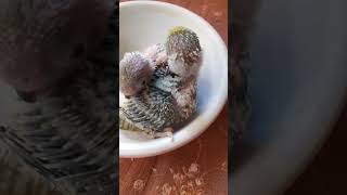 5day old baby to 12day old baby Growth stages bird ???????