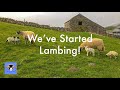 Farming Life S2E36: WE’VE STARTED LAMBING!