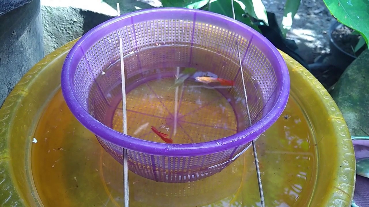 Hasil Ternak Guppy AFR Menggunakan Tempat Nasi (Ceting) 