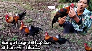 #mikat ayam hutan. UNTUNG PIKAT BISA MENANGKIS...pikat kelabu di serang tiba2..