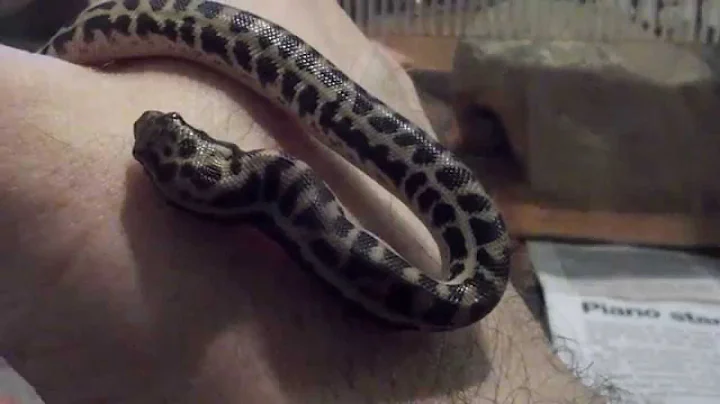 How to assist feed a baby Stimson's Python
