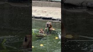 [Animal vlog]#capybara #masbro #水豚 eating and swimming｜海之中道海濱公園