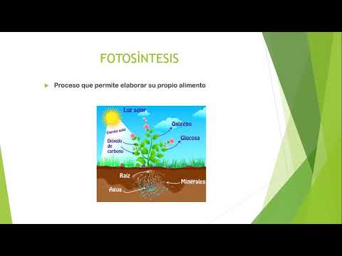 Video: ¿Por qué las pteridofitas son un grupo único de plantas?