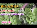 春の山菜採り 【フキ・ワラビ】の採り方と下処理の方法 2021 春