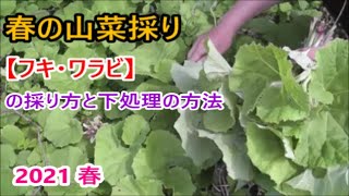 春の山菜採り 【フキ・ワラビ】の採り方と下処理の方法 2021 春