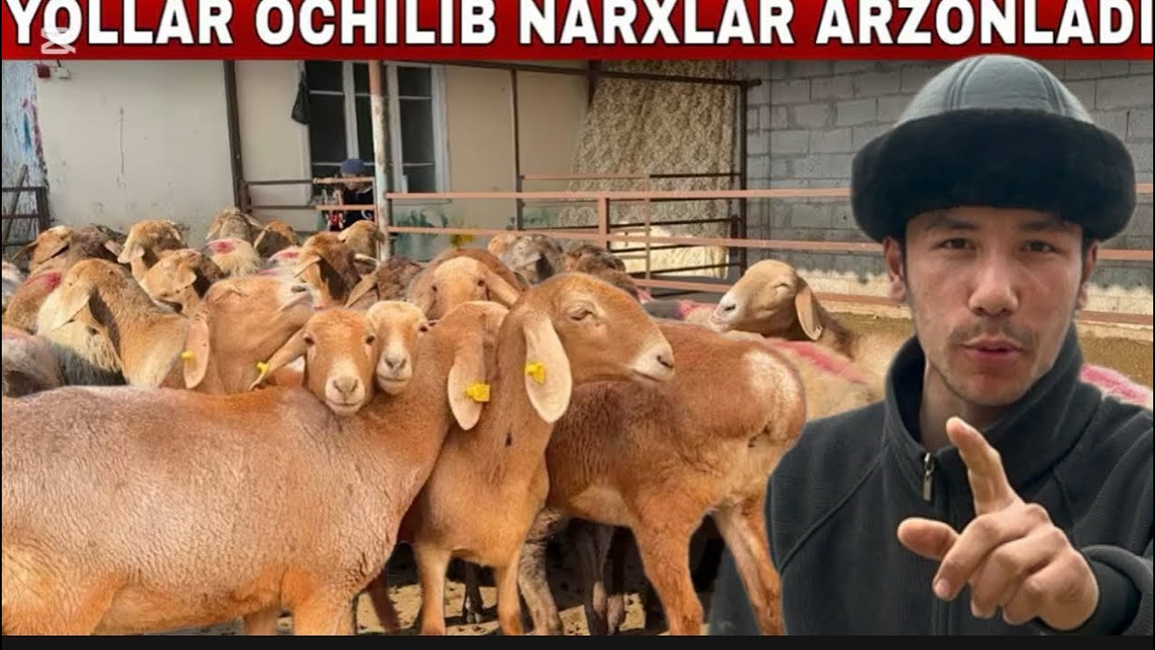 Qalpoqli bola qõylari arashan zotga shoshiling arzon narxlarda 