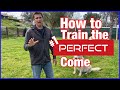Training your dog to come every time