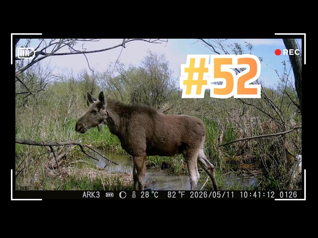 Życie ukryte w bagnach | Filmy z fotopułapki odc. 52
