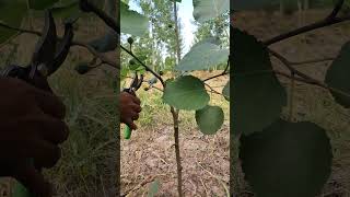 How to Prune a 1-Year-Old Fig Tree for Faster Growth 🌱#satisfying #pruning #shorts #farming #fruit
