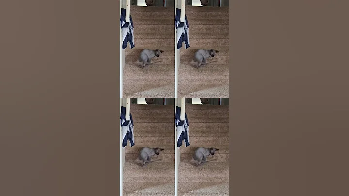 Watch the video about New way of going down the stairs! #sphynx #pets #stairs #tricks