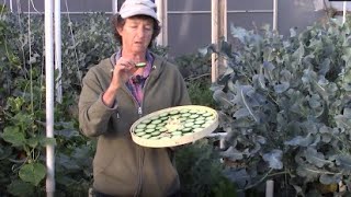 Cucumbers for winter eating