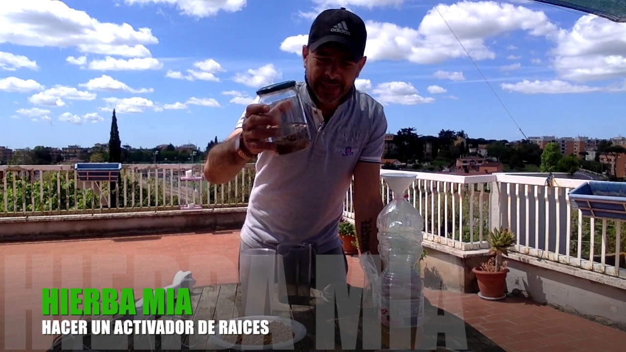 Como Hacer Un Enraizador Casero Con Lentejas www.youtube.com