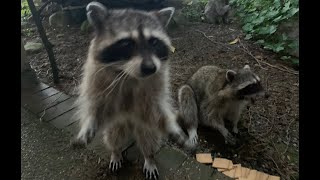 Short Tail Raccoon with a broken leg by All Random Picks 157 views 1 year ago 3 minutes, 42 seconds