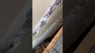 Raccoon In Attic Problems | Great Device for Removing Raccoons from Attics by Wildlife Pro - 1 of 2