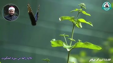 رائعة آخر سورة العنكبوت وأداء مميز للقارئ أيمن محمد عبدالمنعم