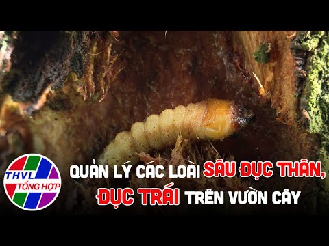 Video: Sâu đục quả trên cây Đào: Cách Kiểm soát Sâu đục quả trên cây Đào